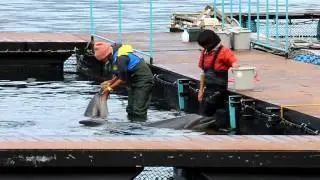 Taiji Dolphin trainer give drugs to the dolphins which are hold at the pens of the dolphin resort