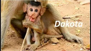 Baby Dakota look at me so funny | Dakota Adorable baby monkey