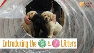Introducing the G&I Litters!