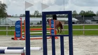 Crazy Luck Z - Comme il Faut x Grandeur - Gelding - 2015 - Jumping 1.10 mt classes.