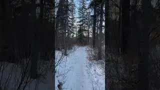 Breathe in, breathe out. #nature #naturewalks #woodland #peace #nervoussystem