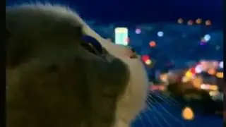 Ayasa-The Reason Why Piano cover on a cat extended version complete