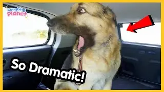 Overdramatic Dogs Who Deserve An Oscar 😁 Funny Dog Videos 2026