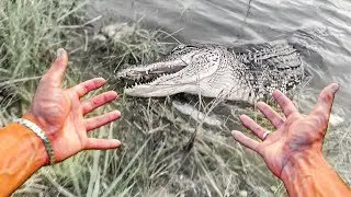 meu filhote de jacar&eacute; n&atilde;o sobreviveu ao furac&atilde;o...
