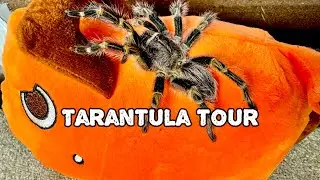 MEXICAN Tarantula VIVARIUM Voyage (for Tacos)