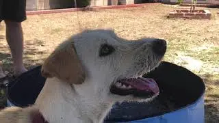 Gostock Dog Pool