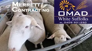 We Went To A Ram Sale | Omad White Suffolk Stud