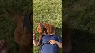 Wet sloppy kisses! #goldendoodle #youtubeshorts
