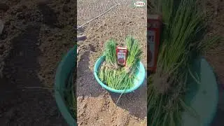 Ellora Seeds | Onion Ellora Gulabi #review #farming  #elloraseeds #agriculture #onion #onionseed