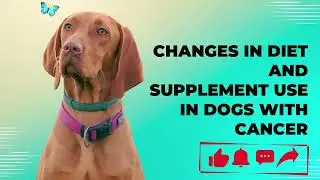 Changes In Diet And Supplement Use In Dogs With Cancer