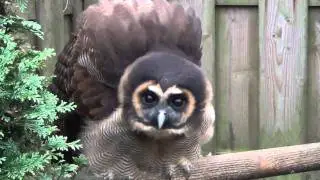 brown wood owl