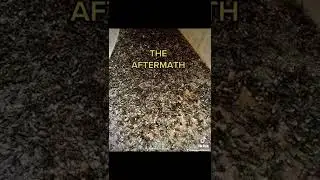 Part 3 - Australia's Deadliest Wasp Nest - First Encounter & The Aftermath