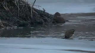 North American Muskrats find a Beaver lodge a fine place to gather