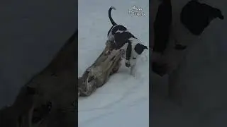 WILDLIFE DISCUSSION! 🐺 #weavethecoyote #coyote #dog #puppy #pitbull #cute #animals #animal #nature