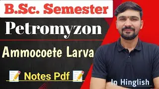 Ammocoete Larva Hindi | Petromyzon | Bsc Semester || By Dadhich Sir