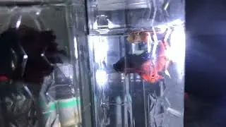 Update Pesti - Betta, Scalari, Guppy, Platy, Molly