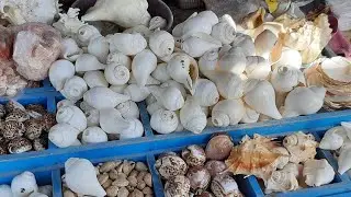Conch shell- Shankh cheapest price in Dwaraka starts  with Rs 50 /-