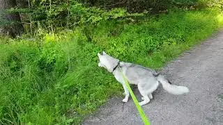 Siberian Husky mouse hunting slow motion