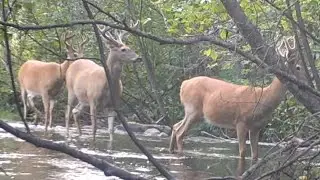 Whitetail Buck Bachelor Groups Montana August 2024
