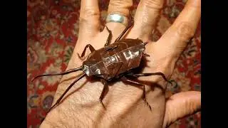 A.I. cockroach