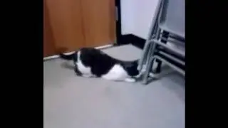 Snarf plays with a ball