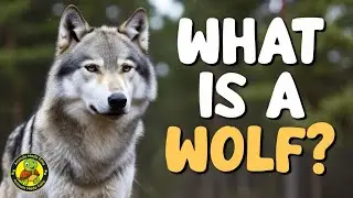 What Is a Wolf? | Learn About Wolves for Kids | Animals Made Easy