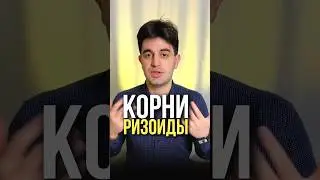 Отличия Корней