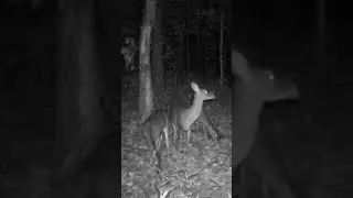 Doe on the look out #shorts #trailcam #deerhunting #deer #doe @CKAMERICA
