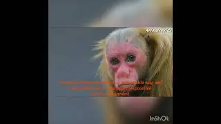 Huapo colorado in danger of extinction - SENATI