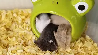 🐹 NA ŻYWO: Małe chomiki przytulają się i śpią 💤💕