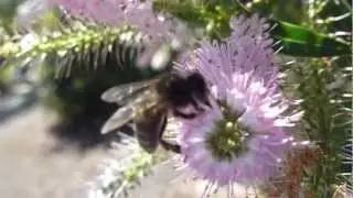 Honeybee - Hebe speciosa - R&oacute;sasnepla - Sneplur - Bl&oacute;mstrandi runni
