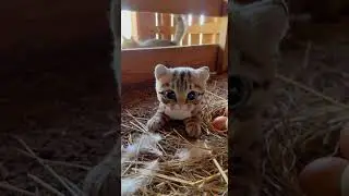 The cat said You ran fast this time Ill catch you next time #catsoftiktok #funnycats #petlovers