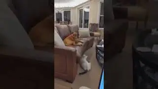 Cat 😸 enjoy with sleeping dog 🐕 #shorts #catLovesDog
