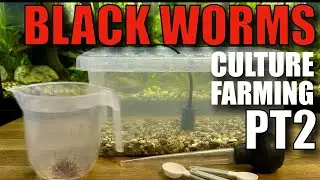 Black Worms How To farm a culture Pt2 #aquarium #tropicalfish #fishroomtour 
