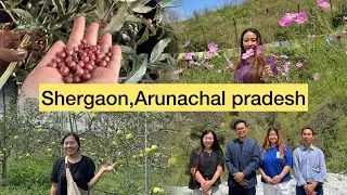 #shergaon  #arunachalpradesh  #applefarming #troutfishing 🍎 🍏 🐠 