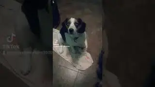 Hungry Beagle Begs For Food#talkingdogsoftiktok #Tiktok #dogsoftiktok