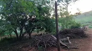 Vida na roça é trabalho, fé, dedicação, suor, cultivo e falta colheita na paz e amor de Deu!s!