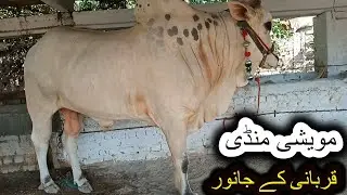 Peshawar Maweshi mandi | Qurbani Eid Cow 2021 | Cow Mandi Ring Road Peshawar | Eid Ul Adha Cow
