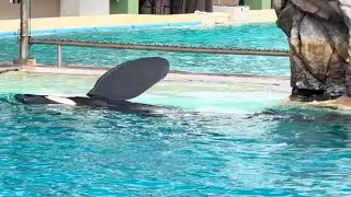 Тренировочная сессия Keet &mdash; SeaWorld San Diego &mdash; 9 ноября 2025 г.