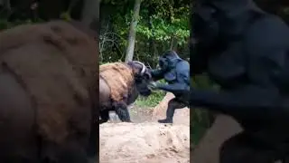 Gorilla vs bison fighting between each other #ai #animals #animation #shortsfeed