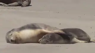 Sea lion hugs her baby after waking it up on purpose in Seal Bay, Kangaroo Island, Australia