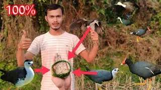 Amazing Waterhen Trap! Catching Bird with Green Trap & Paddy 😱