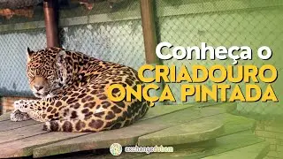 Conheça o Criadouro Onça Pintada | Exchange do Bem