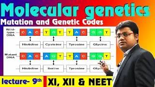 Mutation - Molecular Basis of Inheritance | Class 12 Biology