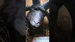 Real Four Horned Goat From Aistrailia Geep