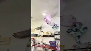 the remote controlled butterfly #butterfly