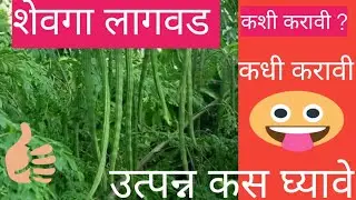 शेवगा लागवड, कधी व कशी करावी, एकरी उत्पन्न किती ,shevga lagvad.