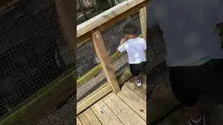 #dadandson #loveanimals #dadandson #wiggyandqueemie #heygoat #funatthezoo