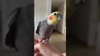 Cockatiel sings Addams Family theme song #cockatiel #addamsfamily