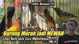 CARA CETAK BURUNG MURAH MENJADI MASTER MEWAH‼️Begini Triknya